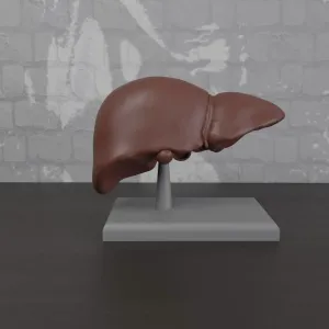 Human anatomy Liver Organ