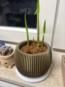 SiphonDrain Planter – No Water Stagnation Pot