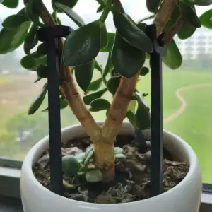 花撑 植物支撑架 Flower Support / Plant Stem Holder