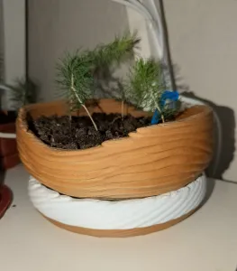 Timber Bonsai Pot Saucer