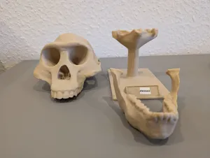 Australopithecus afarensis Skull - Educational Model & Stand
