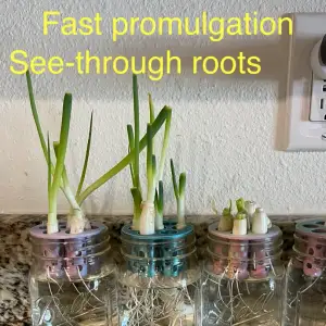 Green Onion Holder