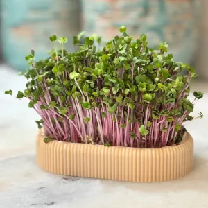 Long Microgreens Growing Kit – Custom Name | No Support