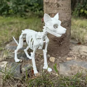 Dog skeleton