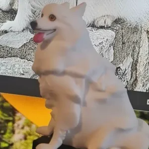 Spitz japones