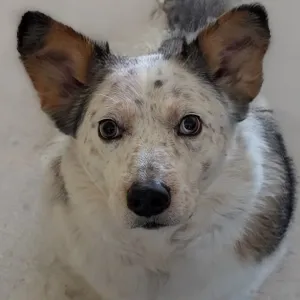 my dog