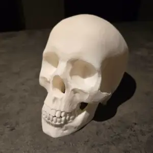 Scull | Schedel