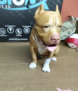 Pit bull sentado