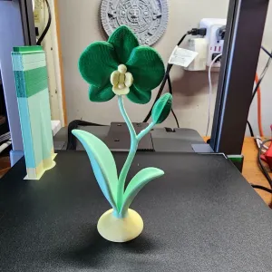 orchid 3 colors