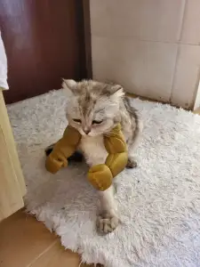Cat Arms