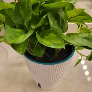 Plant removal ring