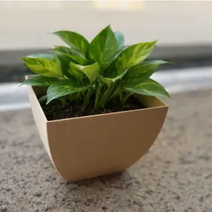 Square Planter with Curved Sides