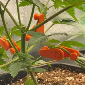 lst clips