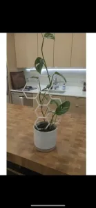 Hexagon plant trellis