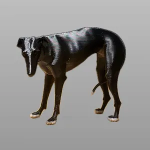 Galgo, Greyhound