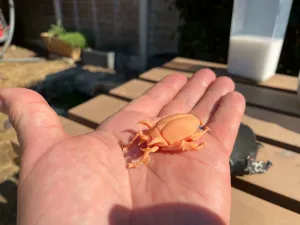 Horned Scarab Beetle
