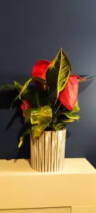 Large beautiful flower pot with automatic watering