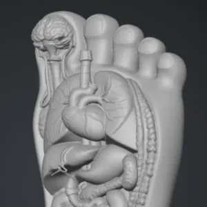 Anatomy inside of the foot