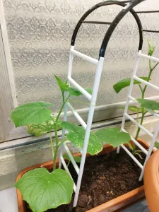 Ladder for cucumbers seedling