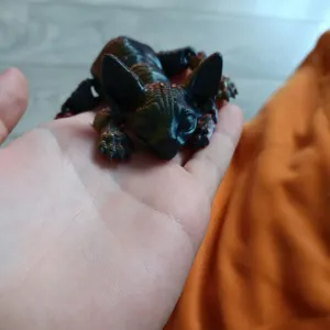 котёнок сфинкс
