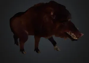 Wild Boar