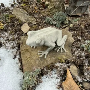 Realistic sitting frog