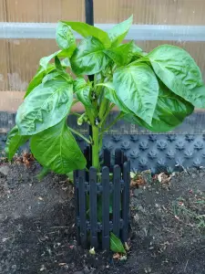 plant enclosure