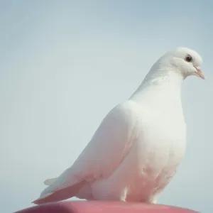 Dove