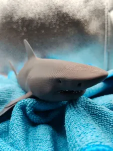shark