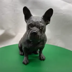 Brammetje - Franse Buldog / French Bulldog