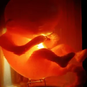 Glow-Within Bio-Reactor with Embryo
