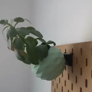 Pot skadis fleur plante