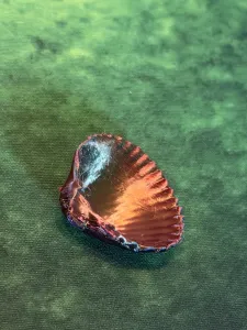 saw shell