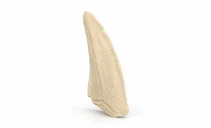 T-Rex Tooth | Fossil Replica