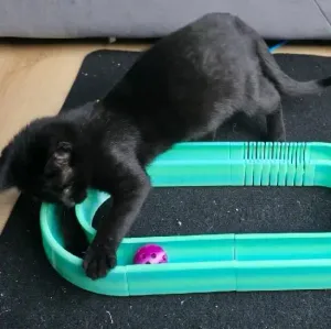 Игрушка для котят