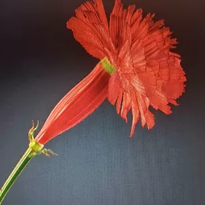 carnation flowers