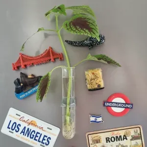 Fridge Plant Holder