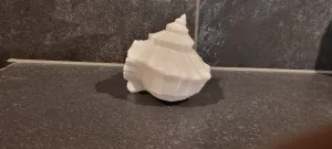 Shell Decor