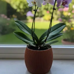 Self-Watering Ribbed Vase
