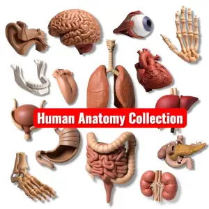 Human anatomy collection pack