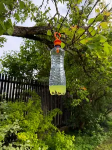 Bottle Wasp Trap