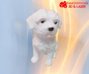 Maltese dog - Bichon Maltais
