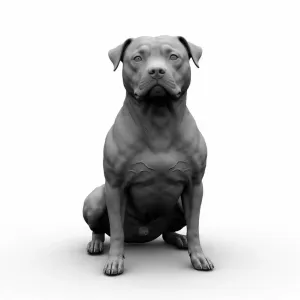 pitbull sentado