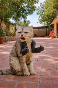Batman Cat Arms
