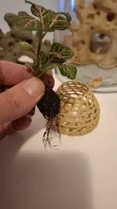 Aquarium plant cage