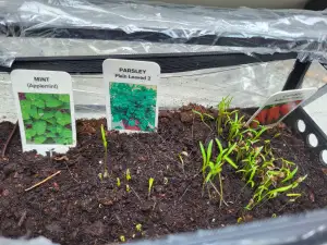 DIY green house