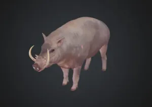 Wild Pig