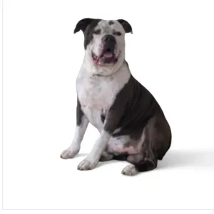 bullie