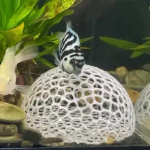 Fish caves