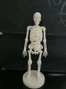 Anatomical Skeleton Figure – Human Anatomy Decor